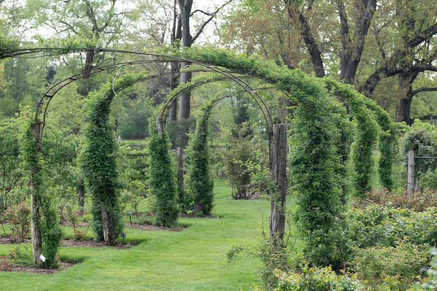 Gepflegte Grünanlage mit begrüntem Gartenweg